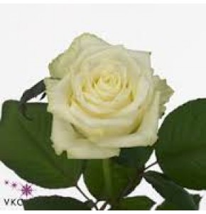 ΤΡΙΑΝΤΑΦΥΛΛΑ ΛΕΥΚΑ 60εκ.  ROSEN  WHITE-NAOMI